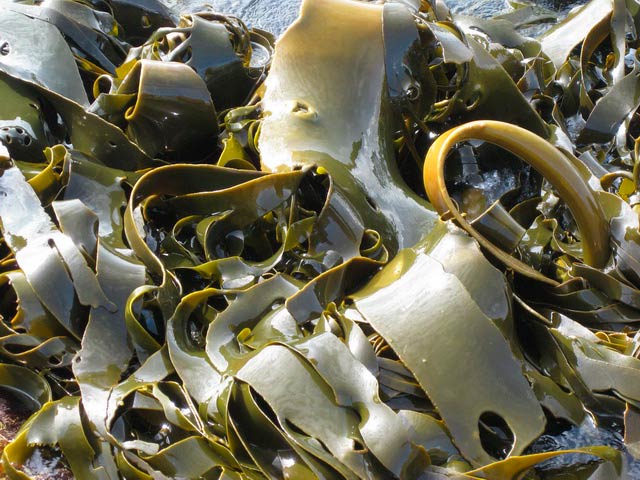 Дары моря – полезные морские водоросли