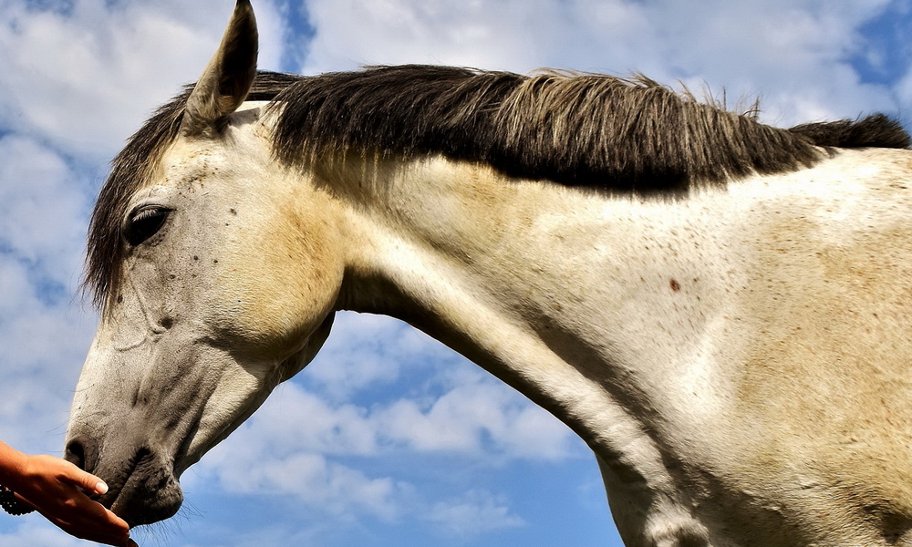 Иппотерапия-лечебная верховая езда